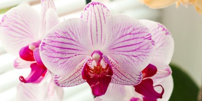 orkide_phalaenopsis_pembemor_paspasin-bahceleri